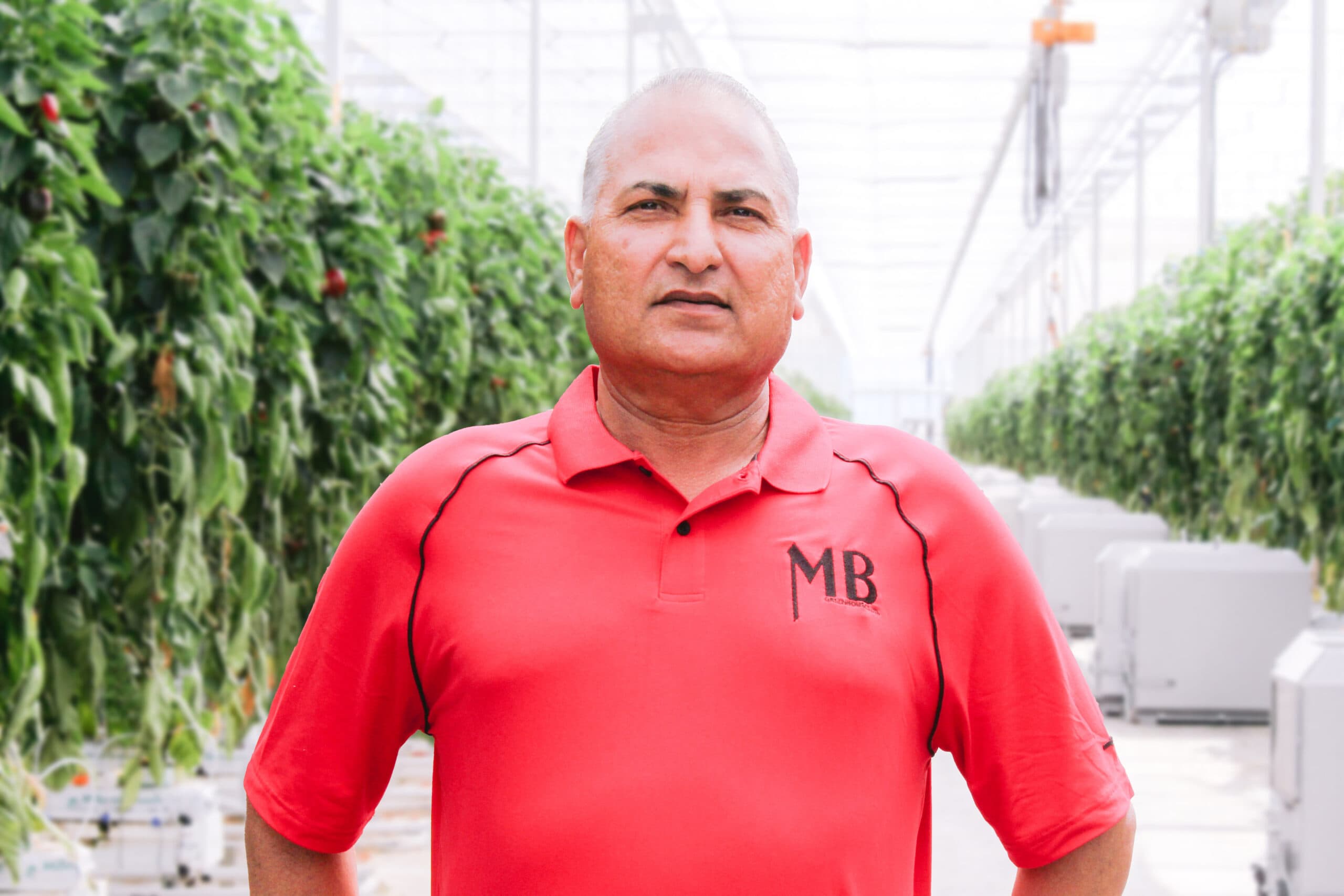 Integrante del equipo de MB Greenhouses en un pasillo de cultivo de pimiento