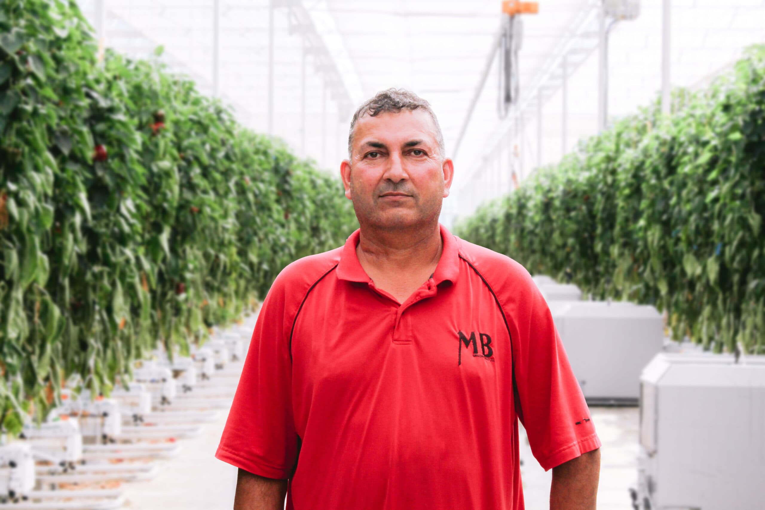 Integrante del equipo de MB Greenhouses en un pasillo de cultivo de pimiento