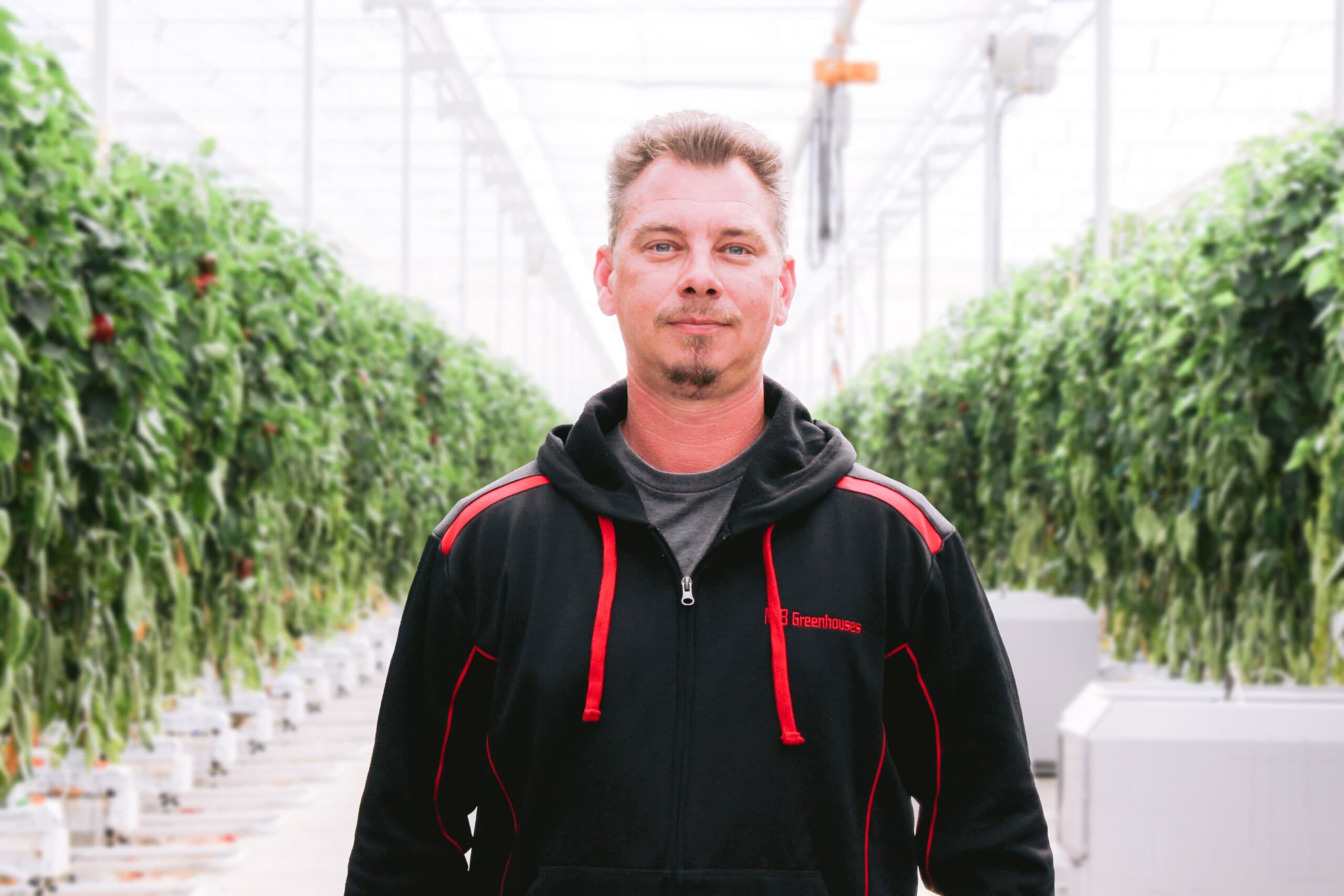 Integrante del equipo de MB Greenhouses en un pasillo de cultivo de pimiento