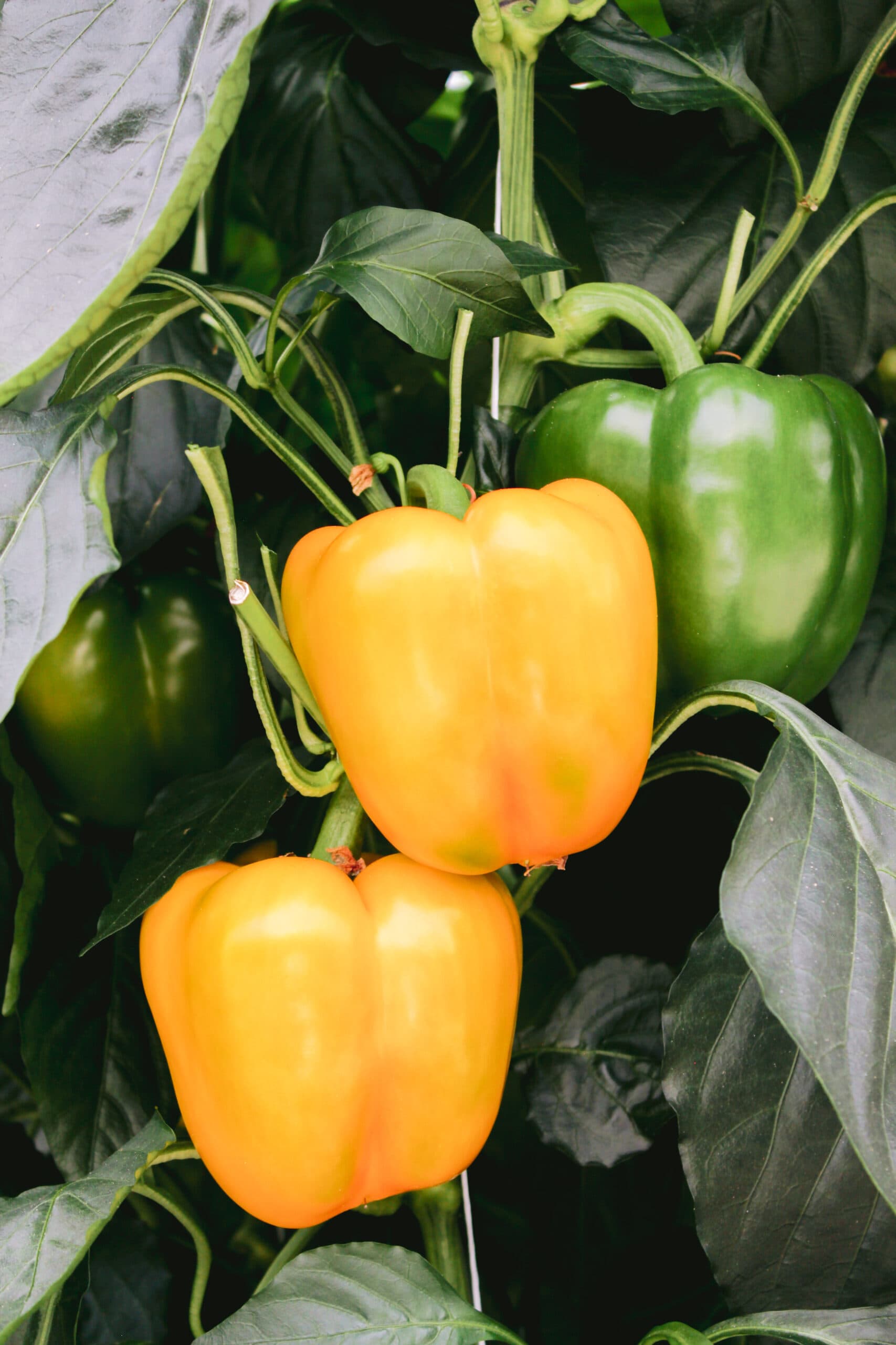 Yellow and green bell peppers on the plant at MB Greenhouses