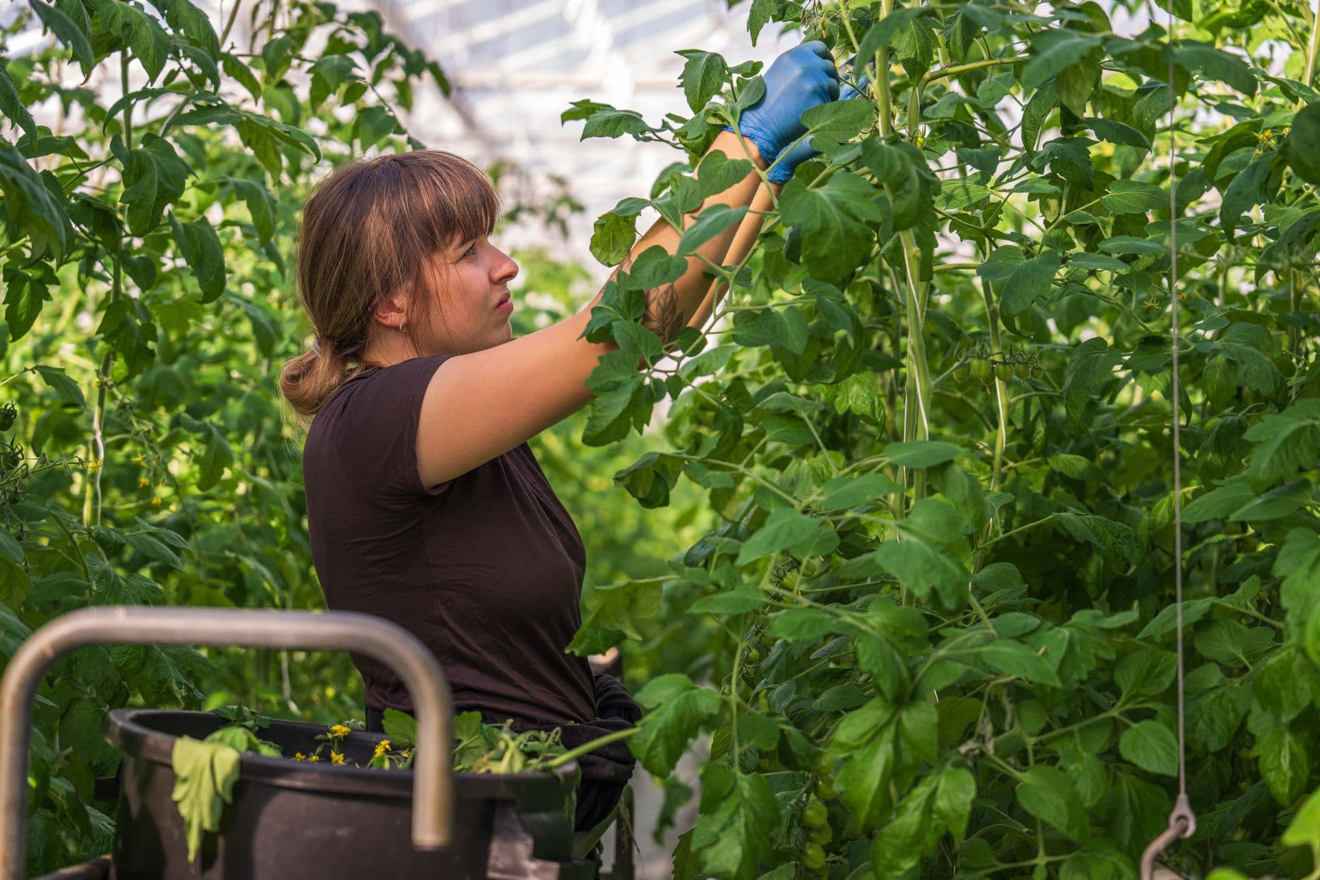 Worker training tall plants inside a greenhouse