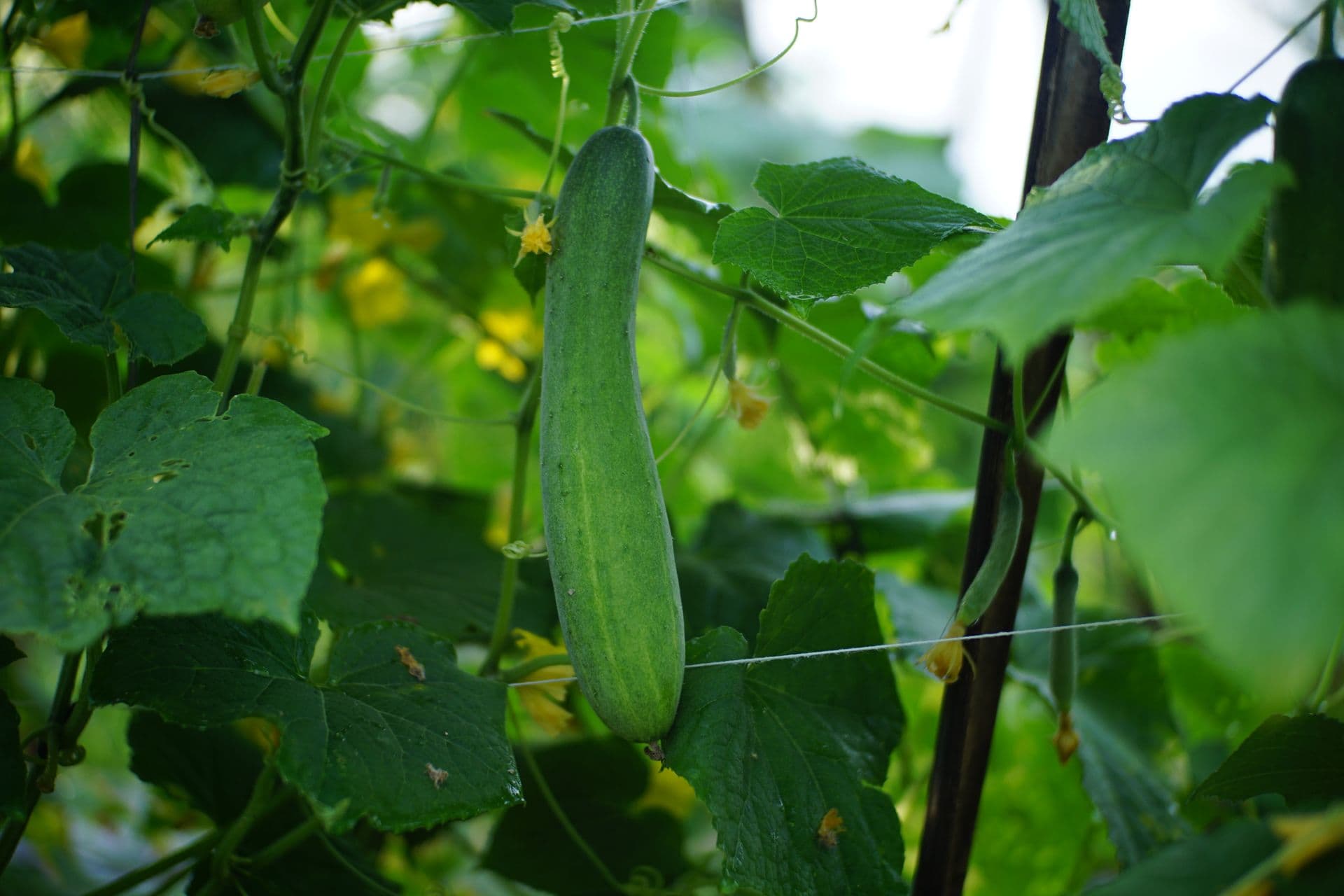 Long cucumber hanging from the vine in a greenhouse