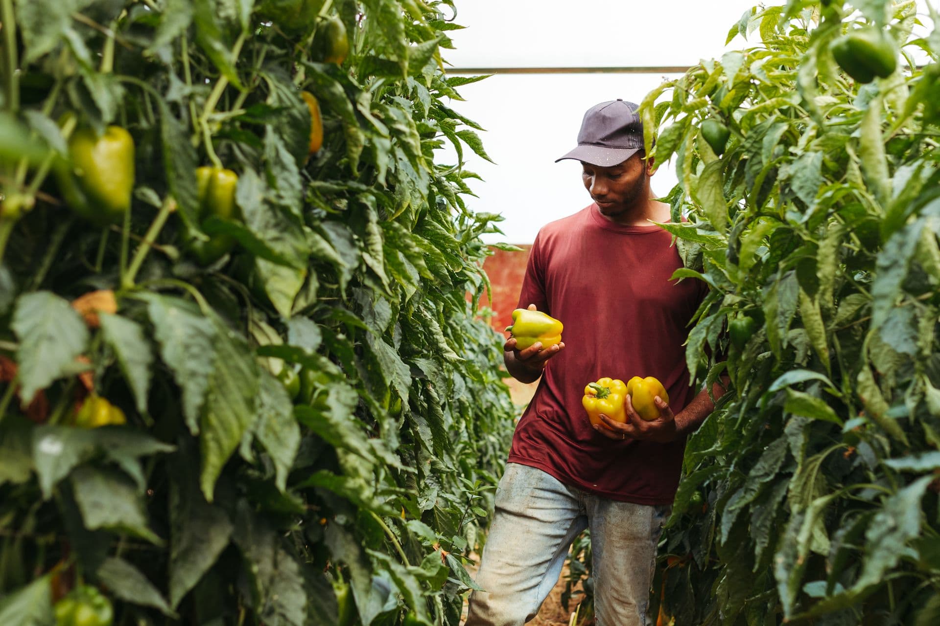 Worker harvesting yellow bell peppers among tall greenhouse plants